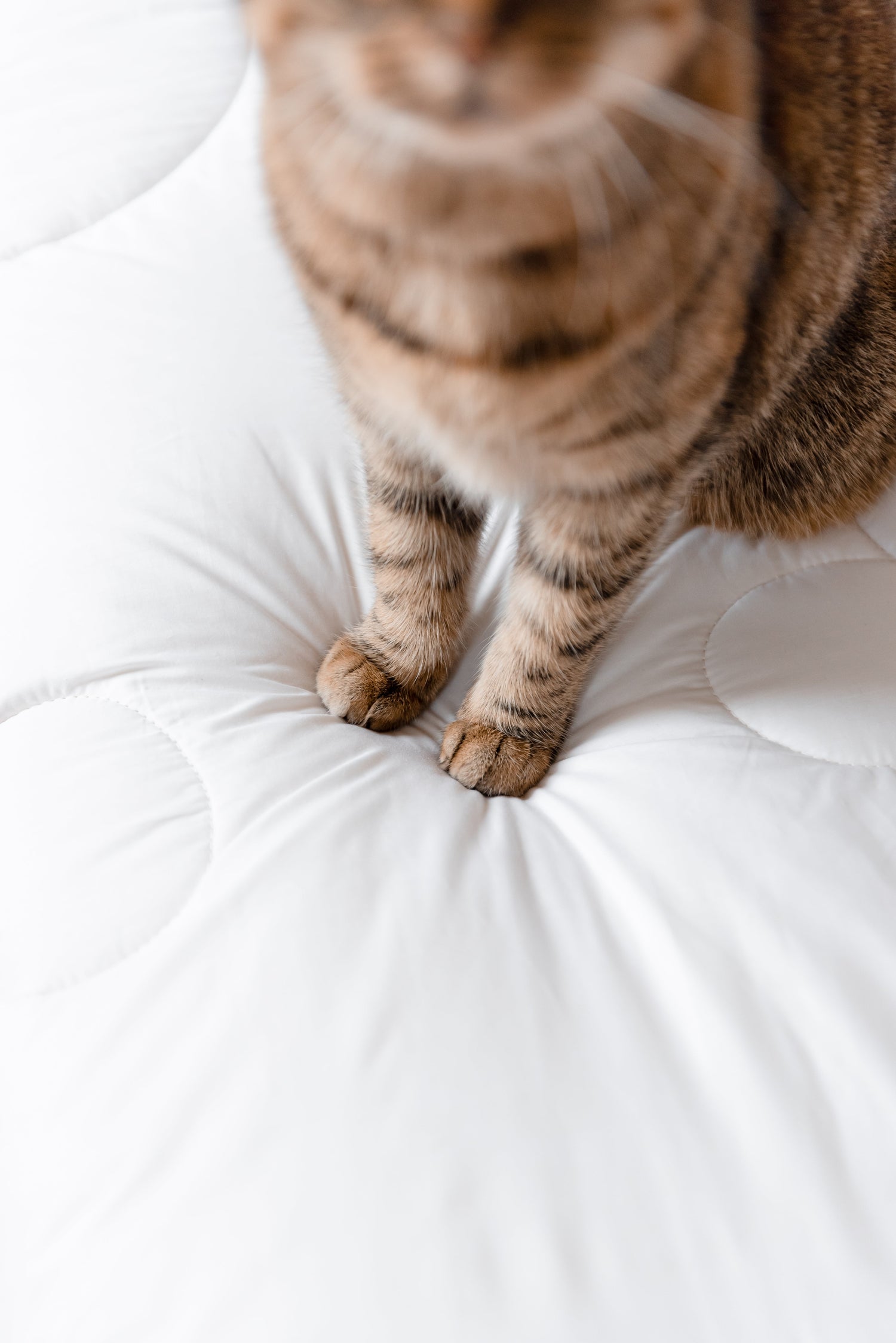 Nos intemporels - en stock